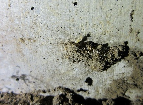 シロアリがいました。