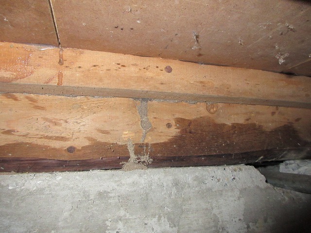 蟻道が見られました。